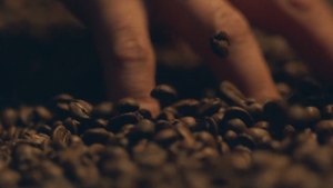 How Coffee Could Power Your Car