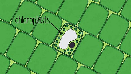 Photosynthesis and respiration | Chemistry for All | The Fuse School