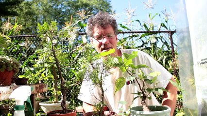 Trunk Chopping a Bonsai Tree, Aug 2016