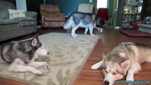 The Cost of Owning a Dog - How much does it cost to own a Siberian Husky?