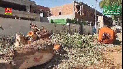 مجدّدا بمنزل بورڨيبة، قطع أشجار الكاليتوس بطريقة وحشيّة و عشوائيّة