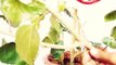 ऐसे लगाए कटिंग्स बिना रुट हार्मोन /How to Grow Cuttings Without Rooting Hormone // Mammal Bonsai