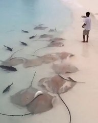 Il nourrit des dizaines de Raies et de requins sauvages sur la plage