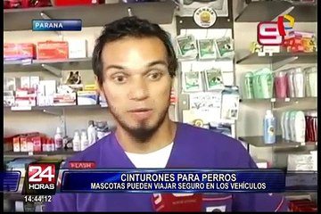 Sepa cuál es la importancia del cinturón de seguridad para perros