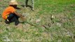 Ooop! Three Boys Catch Two Big Snakes near Hand Tror - How to Catch Snake in the Rice Farm