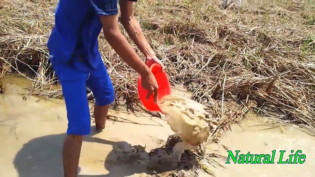 Wow! Amazing People Catching Fish By Hands-best Fishing Videos-Amazing Fishing Videos hunter-Fishing