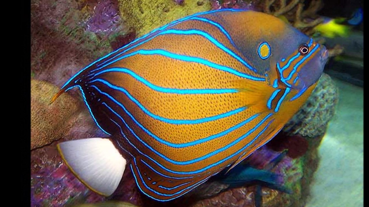 Ilustrações de Reino de Deus - O ratinho do campo e o mundo - Juanribe Pagliarin - Glória a Jesus. Aleluia!