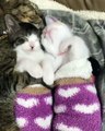 Adorable : ces chatons font leur sieste avec leur maman