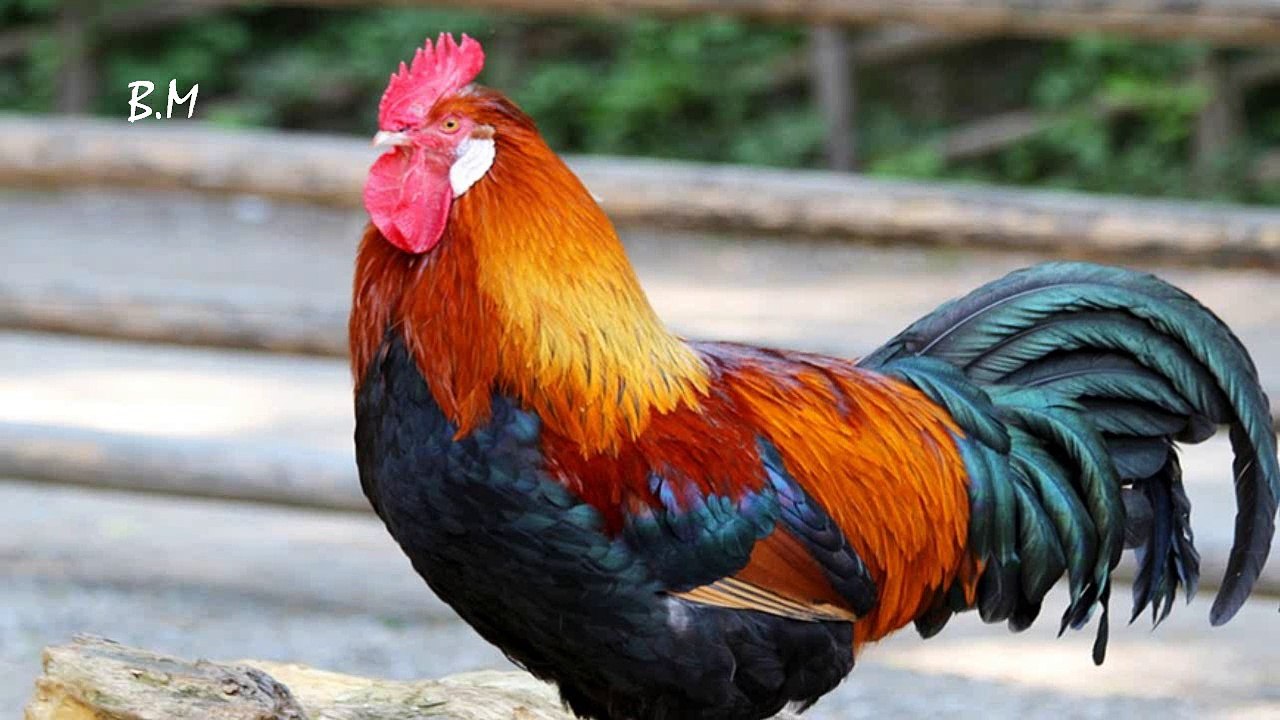 Το κοκοράκι (Όταν θα πάω κυρά μου στο παζάρι) - Διονύσης Σαββόπουλος