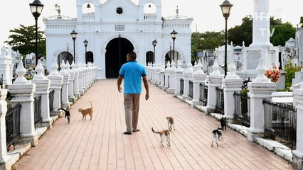 Pact with the devil? Cats guard tombs in Colombian cemetery