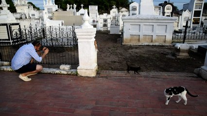 ¿Pacto con el diablo? Gatos cuidan tumbas en pueblo colombiano