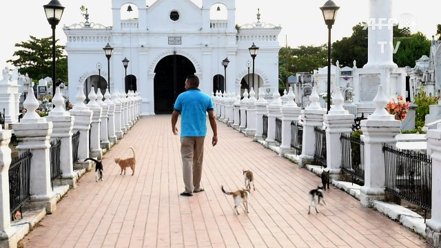 Pact with the devil? Cats guard tombs in Colombian cemetery