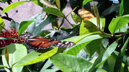 Bug collector just couldn't bring himself to collect and pin these beautiful creatures