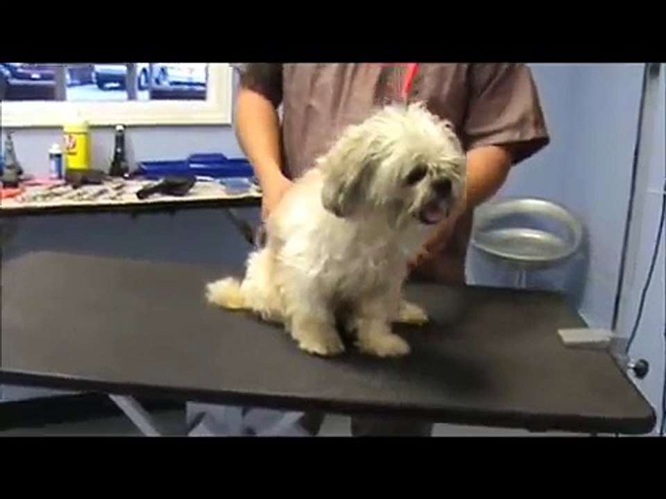 How to Groom a Grouchy Shih Tzu - Part 1