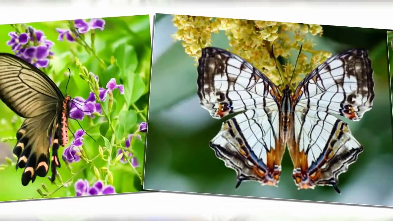 Bài hát Kìa Con Bướm Vàng - Nhạc thiếu nhi vui nhộn