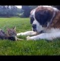 セントバーナード犬が子猫と遊びたくて、オロオロする姿が可愛い！w