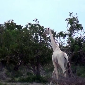 De rares girafes blanches sont découvertes et elles sont incroyablement belles