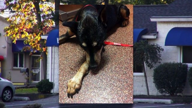 Woman Learns Dog is Alive, Living With Vet Tech Five Months After She Thought He Was Put Down