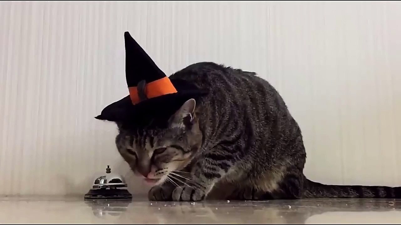 Trained man and smart cat