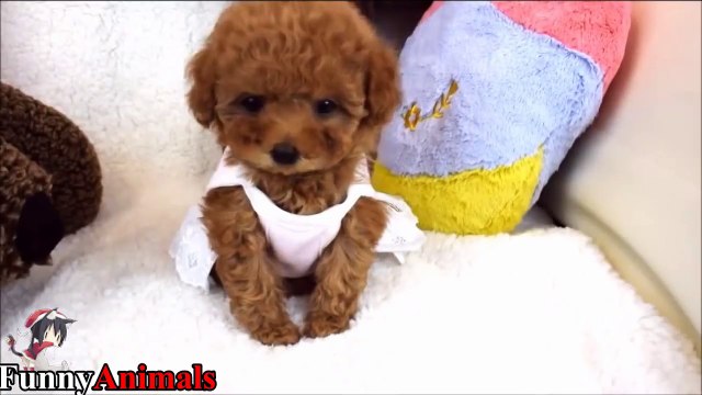 Best Of Funniest And Cutest Poodle Videos 2017 - Funny Dogs Compilation -Funny Animals