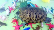 Learning Sea Animals Names Water Ocean Kids Children Toddlers Babies Live Turtle Pet Learn Animal