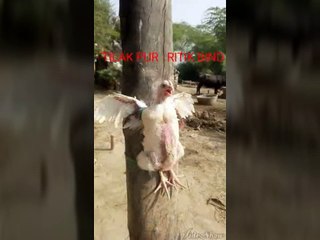 Funny video on beating!!! Beating a hen very badly !! So sad..