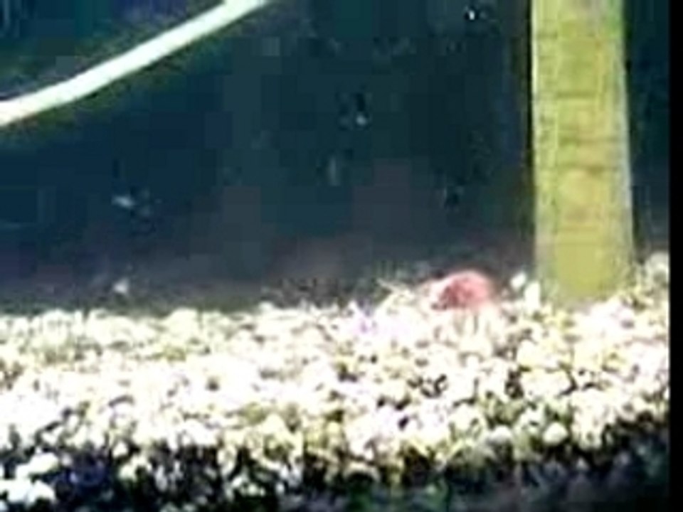 piranha vs poisson rouge