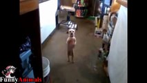 Funny Dogs Dancing Compilation 2017 - Funny Dog Videos
