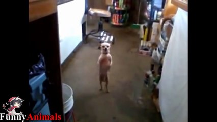 Funny Dogs Dancing Compilation 2017 - Funny Dog Videos