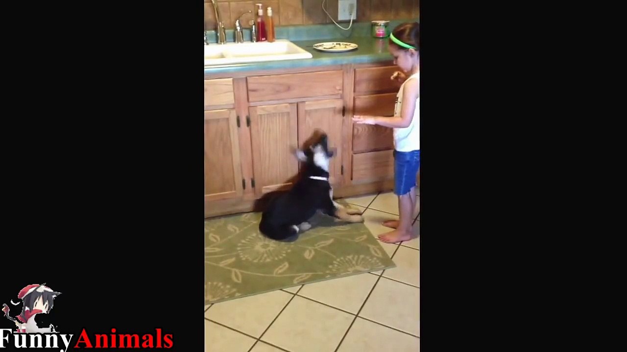 Funniest & Cutest German Shepherd Compilation 2017 - Funny Dogs Videos