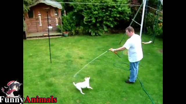 Funny And Cute Jack Russell Terrier Videos Compilation 2017 - Funny Dog Video