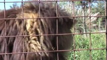 Funny Crazy BIG CAT SOUNDS!