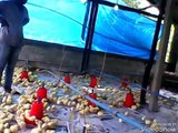 BROILER 1 DAY OLD CHICKS. POULTRY FARMING