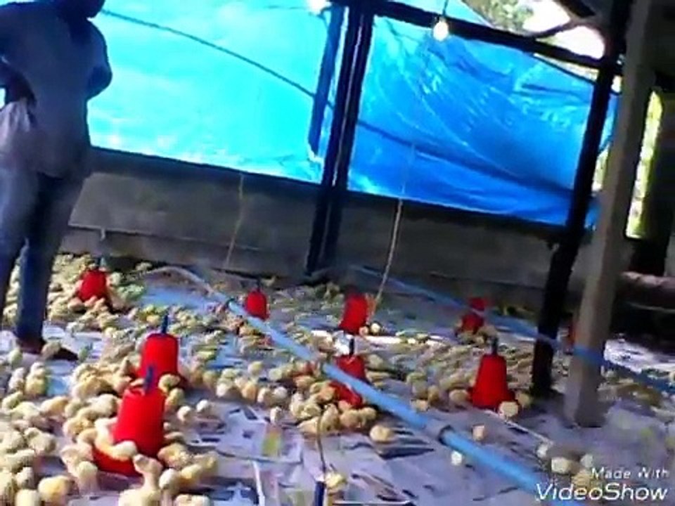 BROILER 1 DAY OLD CHICKS. POULTRY FARMING