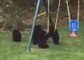 Bear Cubs 'Invade' Connecticut Yard to Play on Swing Set