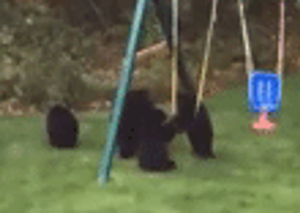 Bear Cubs 'Invade' Connecticut Yard to Play on Swing Set