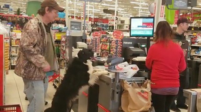 Extremely Good Doggo Picks Out And Pays For His Own Treats At The Store