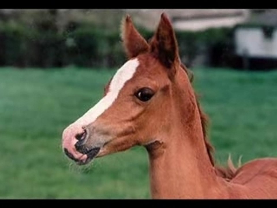 Chevaux spirit