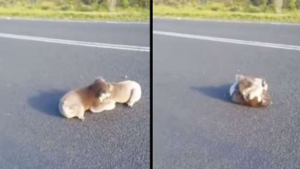 Koala Street Fights Are Merciless