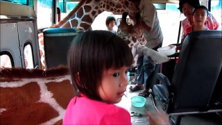 Hilarious Giraffe Attack tour bus kanchanaburi Thailand