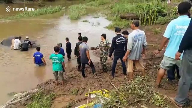 Elephant rescued after spending 24 hours stuck in river