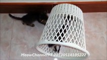 Funny Cats Kittens MeowChannelYT 20130514105222 Barbie Choc Basket YT