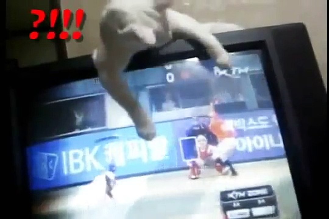 Funny Cat watching TV