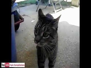 Funny cats, cute cats, funny dogs, funny animals funniest videos15