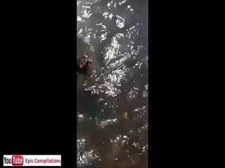 Funny cats, cute cats, funny dogs, funny animals funniest videos11