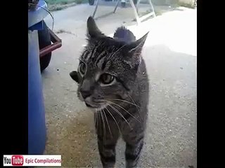 Funny cats, cute cats, funny dogs, funny animals funniest videos2