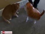 Funny cats, cute cats, funny dogs, funny animals funniest videos6