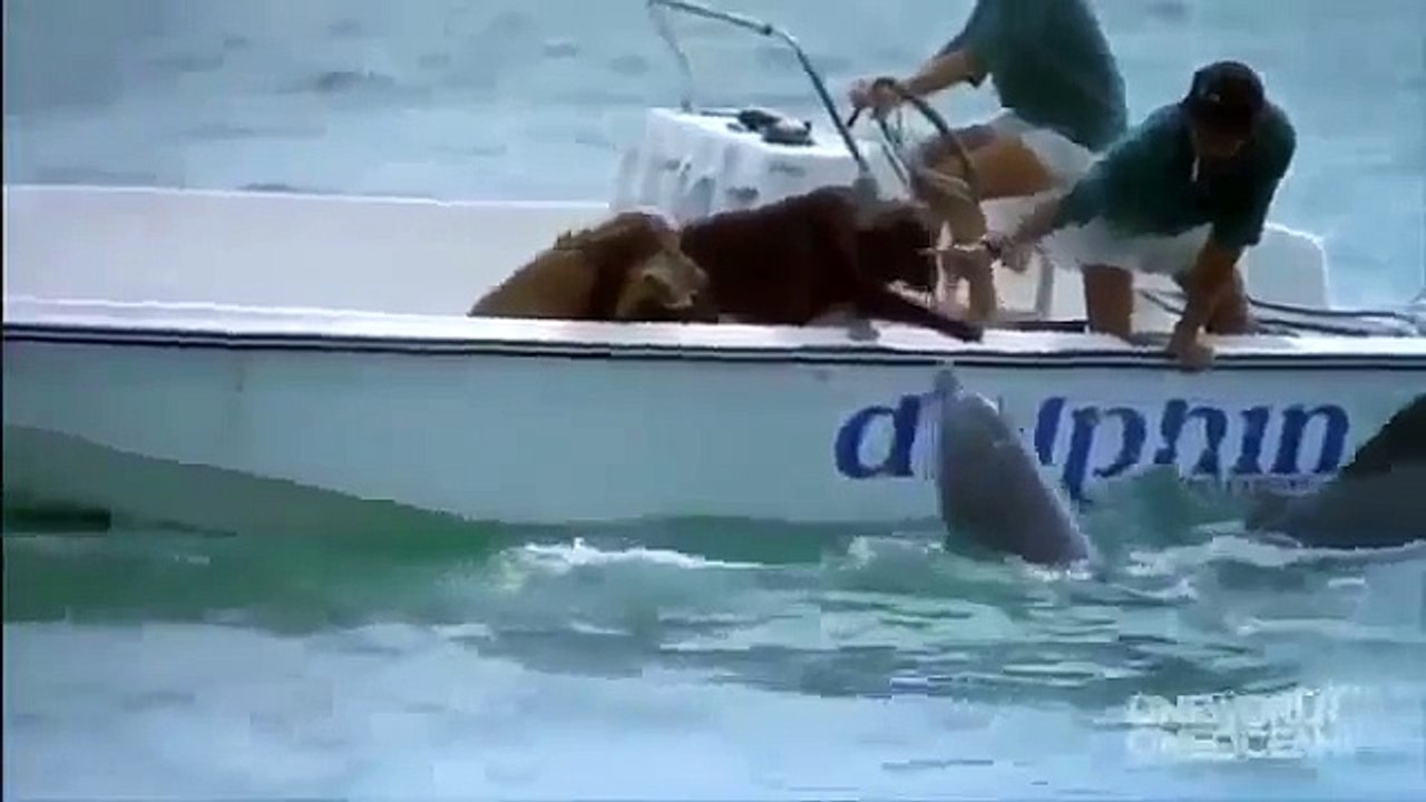 Dolphin 'KISSES' a Dog