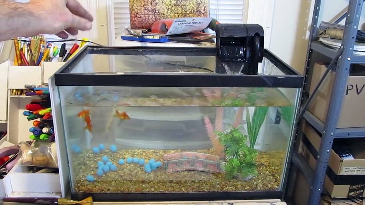 How to start a goldfish aquarium