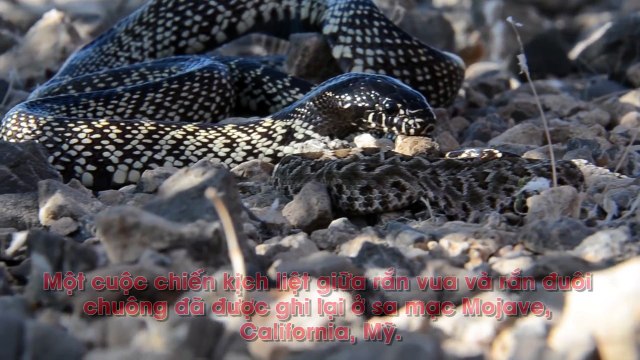 Rắn vua đoạt mạng rắn đuôi chuông kịch độc trong chớp nhoáng